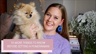 10 MORE things you should know before getting a Pomeranian Puppy  Katie KALANCHOE [upl. by Coretta]