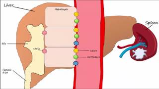 Hemoglobin BreakdownMetabolism [upl. by Cotsen]