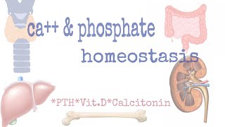 Calcium amp phosphate homeostasis [upl. by Karrah]