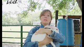 Using the choke chain for adults meat rabbits dispatch [upl. by Aicirpac]