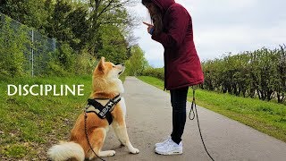 AKITA INU  Discipline  秋田犬 [upl. by Bamberger]