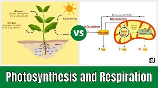 Photosynthesis and Cellular Respiration Grade 9 [upl. by Mackenie]