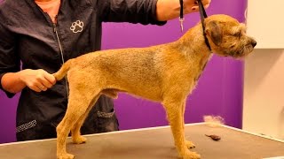 Grooming Guide  Border Terrier Handstrip  Pro Groomer [upl. by Eenolem]