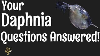 Daphnia Questions Answered [upl. by Minton]