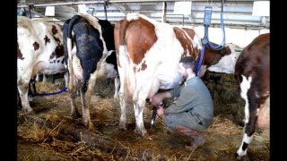 SAINT NECTAIRE  La Ferme Bellonte  Fabrication du Fromage quotSaint Nectairequot [upl. by Sylirama92]