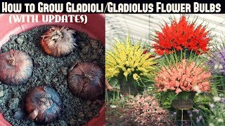 How to Grow GladioliGladiolus Flower Bulbs FAST N EASY [upl. by Akimrehs]