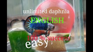 daphnia moina culture Easy way Unlimited production English  with sub Green water Chlorella [upl. by Ecinna86]