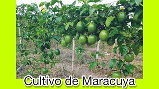 El Cultivo de MaracuyaPaso a Paso [upl. by Dolf95]