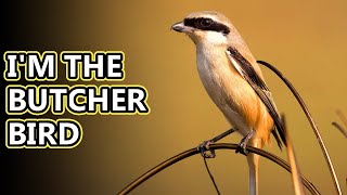 Shrike facts the butcher bird  Animal Fact Files [upl. by Beora]