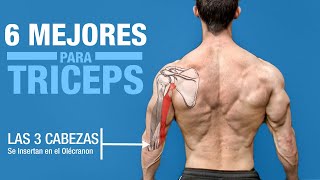 Los 6 MEJORES Ejercicios para TRICEPS ¡Basado en la Anatomía [upl. by Comstock]