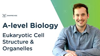 Eukaryotic Cell Structure amp Organelles  Alevel Biology  OCR AQA Edexcel [upl. by Riggs]