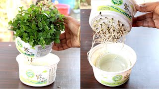 Grow Mint at home in water Pudina उगाने का सबसे आसान तरीका  Mint in hydroponic system [upl. by Otipaga]