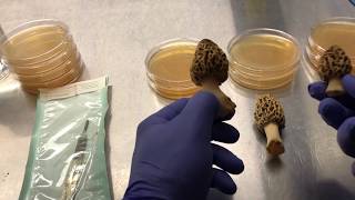 Capturing a wild morel mushroom for mycology cultivation [upl. by Quinton]