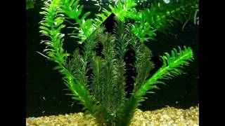 Anacharis Elodea Egeria Densa ADA Easy Live Fish Aquarium Pond Plants Java Moss [upl. by Brott860]