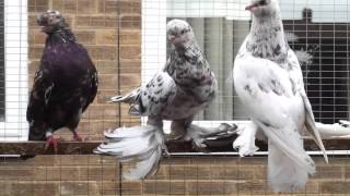 Limerick Tumbler Pigeon [upl. by Ynaffik201]