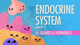 Endocrine System Part 1  Glands amp Hormones Crash Course Anatomy amp Physiology 23 [upl. by Baryram]