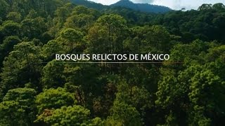 Bosques Relictos de México [upl. by Pernick756]