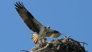 The Osprey Sounds and Habitat [upl. by Hsirahc]