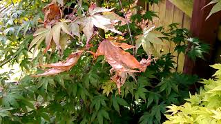 Japanese Maple  Disease problem part 1 [upl. by Obocaj]