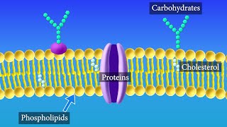 Cell Membrane Structure and Function [upl. by Heng]