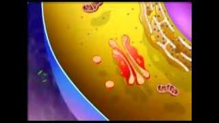 Cell Organelles And Their Function Animation BOTH 3D AND MICROSCOPIC VIEWS [upl. by Betthezul]