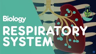 Respiratory System  Introduction  Physiology  Biology  FuseSchool [upl. by Isadore]