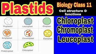 Plastids Types Structure and Functions  Ibad Biology [upl. by Anawak]