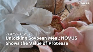 Unlocking Soybean Meal NOVUS Shows the Value of Protease [upl. by Boniface]