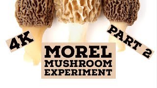 Morel Mushroom Growing Experiment  part 2  Growing Morels Indoors [upl. by Suravat]