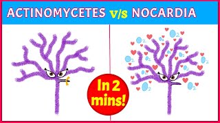 Actinomycetes Vs Nocardia Points you need to know [upl. by Dranel813]