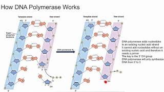 How DNA Polymerase Works [upl. by Kielty]