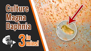 How to culture DAPHNIA MAGNA  The easy way [upl. by Htrahddis459]