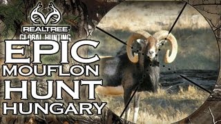 EPIC Mouflon Hunt in Hungary [upl. by Sidell]