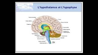 Le Système Endocrinien [upl. by Asital]