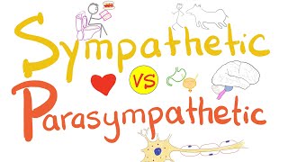 Sympathetic vs Parasympathetic  Autonomic Nervous System ANS  Physiology [upl. by Yenetruoc]