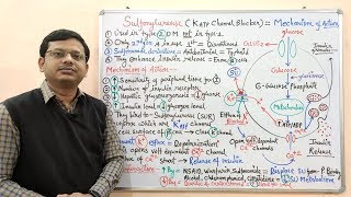 Diabetes Mellitus Part10 Mechanism of Action of Sulfonylurease  Antidiabetic Drugs  Diabetes [upl. by Gregoire149]