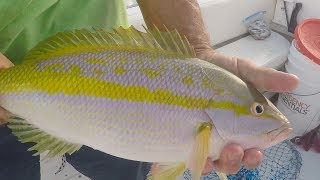 Yellowtail Fishing Tactics in the Florida Keys [upl. by Tjon]