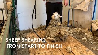 Sheep Shearing From Start to Finish [upl. by Acisej]