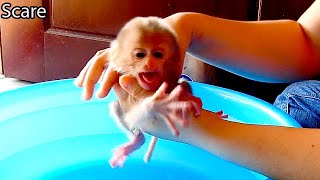 Extremely Scare  Newborn Baby Monkey Dody Cry Seizure In Hand Mom Dont Want Take A Bath [upl. by Anirroc]