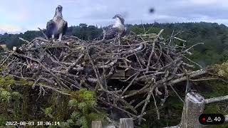 Unringed adult Osprey visits the Poole Harbour Osprey nest cam 030822 [upl. by Alie]