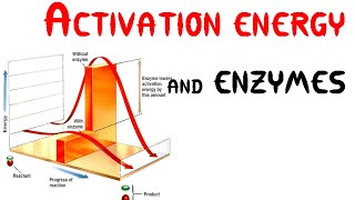 Activation energy and Enzymes Animation [upl. by Nellac]