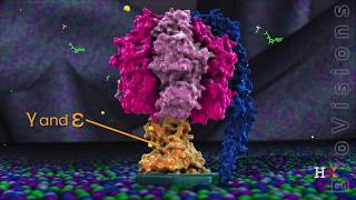 ATP synthase in action [upl. by Zeb231]