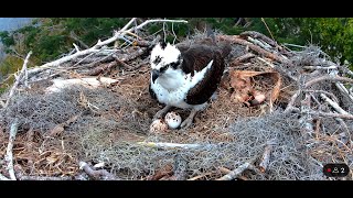 Osprey Live Stream Moorings Park Naples FL Harry Sally Abby and Victor [upl. by Moffit561]