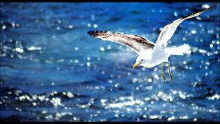 Seagull sounds [upl. by Melac]