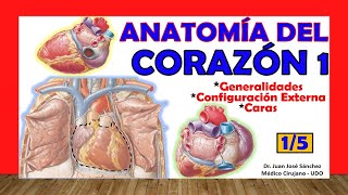 🥇 Anatomía del CORAZÓN 15  Generalidades Caras y Configuración Externa [upl. by Elleirad541]