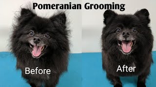 Pomeranian Grooming [upl. by Enened]