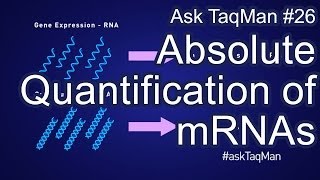 Absolute Quantification of mRNAs  Ask TaqMan 26 [upl. by Jessie]