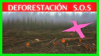 LA DEFORESTACIÓN  CAUSAS Y EFECTOS 🌲🌳 [upl. by Ilene]