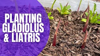 🌸 Planting Gladiolus amp Liatris Bulbs  How To Plant Bulbs  Planting Spring Bulbs [upl. by Stauffer]