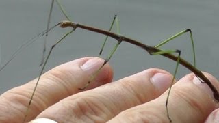 🐝 Walking Stick Insect  Real Japan Monsters [upl. by Shiekh]